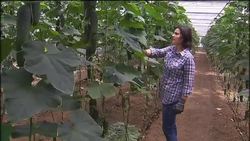Cucumber growers fear impact of outbreak on exports News Clip