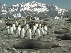 WS, King penguins (Aptenodytes patagonicus) and southern fur seals (Arctocephalus gazella) on rocky beach, bay and mountains in background, South Georgia Island, Falkland Islands, British overseas territory Stock Footage