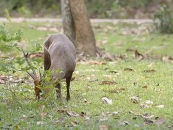 hart eat grass Stock Footage