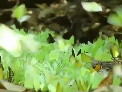 Butterfly or Insect (Lepidoptera) Stock Footage