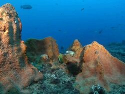 MS Shot of Geometric moray eel semi-emerged and observing from sponge covering rock / Matola, Maputo, Mozambique Stock Footage