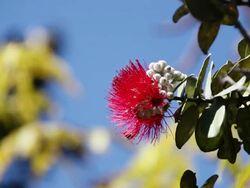 CU Ohia lehua flower shaking by wind and bee collecting honey / Volcano, Big Island,Hawaii, United States Stock Footage