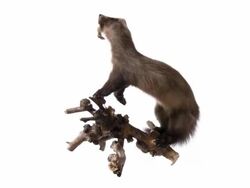 Pine marten Stock Footage