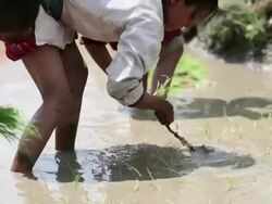 MS Women working at rice plantation / Durma, Banke District, Nepal Stock Footage