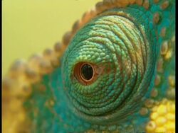 ECU chameleon rotating eye Stock Footage
