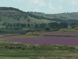 WS Cows grazing in mauve coloured pastures / Pietermaritzburg, Kwa Zulu Natal, South Africa Stock Footage