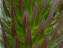 CU Tilt up leaves of large African plant, Rwenzori Mountains, Uganda Stock Footage