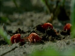 CU Red spider mites digging into ground, Botswana, Africa Stock Footage