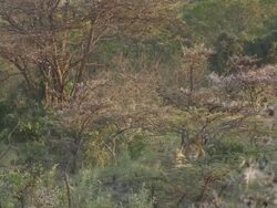 WS Lions lying in grass surrounded by trees / Tanzania Stock Footage
