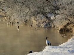 Red crowned Cranes, Hokkaido, Japan, Asia Stock Footage