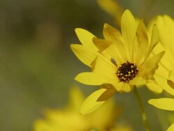 MS ZI Shot of Yellow Namaqualand daisies / Namaqualand, Northern Cape, South Africa Stock Footage