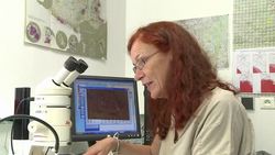 VOICED: Caterpillar attacks French trees News Clip