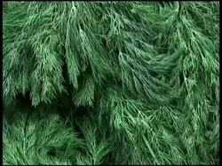 Fresh Organic Dill Stock Footage