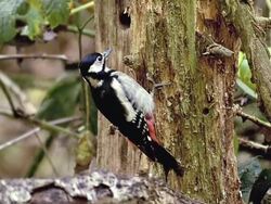 MS SLO MO Shot of great spotted woodpecker doing hole in tree to find food / Vieux Pont en Auge, Normandy, France Stock Footage