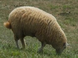 Grazing sheep Stock Footage