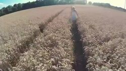 Having Fun In A Wheat Field - Stock Video Stock Footage