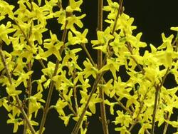 Medium Close Up static _ A forsythia blooms Stock Footage