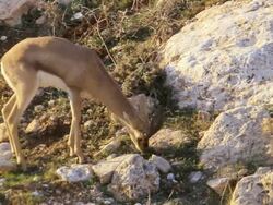 MS Shot of Mountain Gazelle male standing and grazing / Jerusalem, Judea, Israel Stock Footage