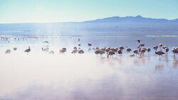 Group of flamingos in a lake at Salar de Uyuni Stock Footage