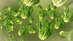 Heads of lettuce float through a liquid-like environment. Stock Footage