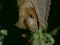 CU bats head, hanging upside-down, looking around, black background, Mana Pools, Zimbabwe Stock Footage