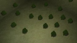 How emerald ash borers kill trees throughout North America Instructional Video