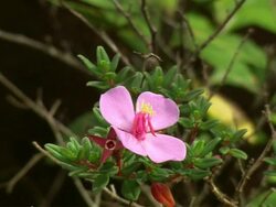 CU Pink flower on branch / Guanacaste, Costa Rica Stock Footage