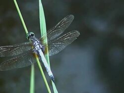 Dragon Fly Stock Footage