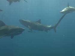 Tiger Shark (Galeocerdo cuvier) Stock Footage