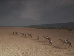 WS CS Camel caravan crosses over dry crack mud surface / Republic of Djibouti Stock Footage