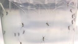 CLEAN : Brazil Senegal scientists against mosquito-born viral epidemic News Clip