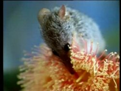 BCU Zooming in, Australian Honey possum, Tarsipes spenserae,  drinking nectar from Eucalyptus torquata (Coral Gum) Stock Footage