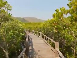 Walking over the line in mangrove forest Stock Footage