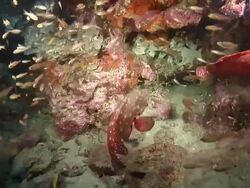 MS Shot of Two tomato rockcod swimming around reef displaying courtship or mating behavior / Sodwana Bay, KwaZulu Natal, South Africa Stock Footage