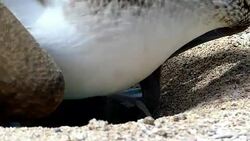 Chick blue footed booby and his mom Stock Footage