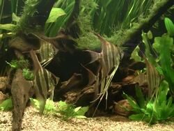 School of angelfish Stock Footage