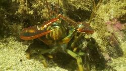 Plankton drifts past a crab that sits on the ocean floor. Stock Footage
