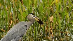 Great Blue Heron with fish impaled on its beak Stock Footage