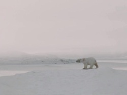 Arctic bear Stock Footage