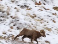 MS TS Shot of two bighorn sheep rams butting heads in snow / Georgetown, Colorado, United States Stock Footage
