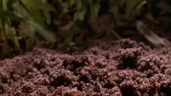 Ants scurry over their ant hill beneath the grass. Stock Footage