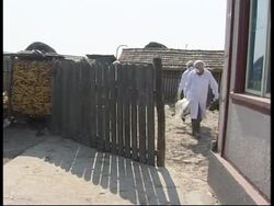 Vaccinations, birds collected and culled News Clip