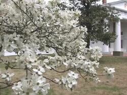 Dogwoods in Arkansas -- HD Stock Footage