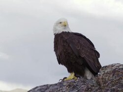 MS Bald Eagle sitting on rock edge / Boise, Idaho, United States Stock Footage