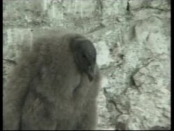 Andean condor, descended from Allende gift, born in Havana Zoo News Clip