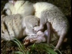 CU female and male Grey short-tailed Opossum attempting to mate, female struggling, pull out Stock Footage