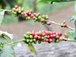coffee Stock Footage