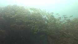 A school of fish swarms through the Mekong River. Stock Footage