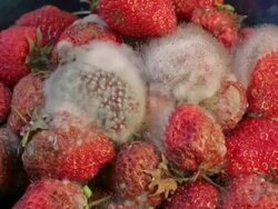 Strawberries rotting Stock Footage