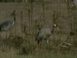 European Crane (Grus grus) carrying snail, north-east Extremadura in Dehesa, Spain Stock Footage